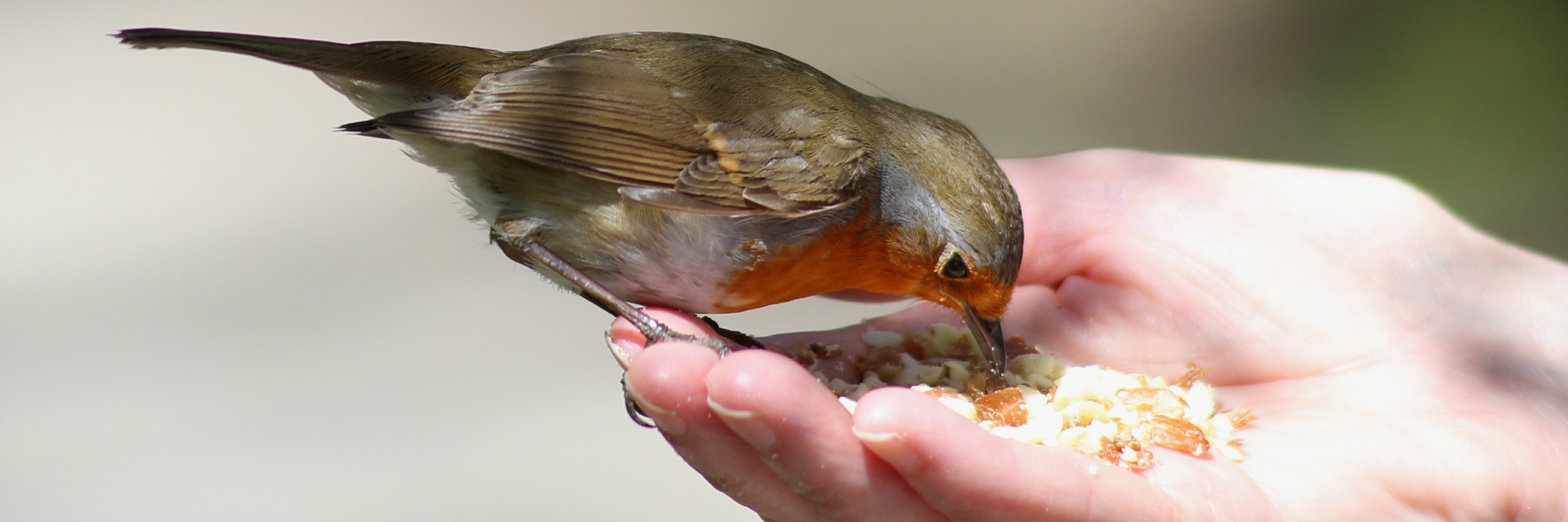 Small bird eats from a person's hand
