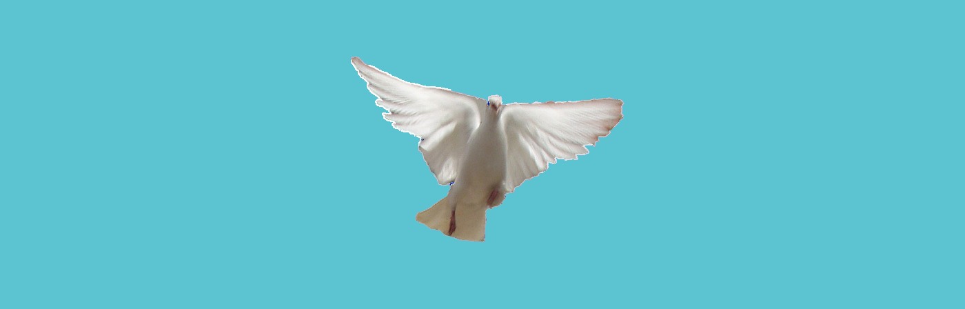 Dove flying in blue sky