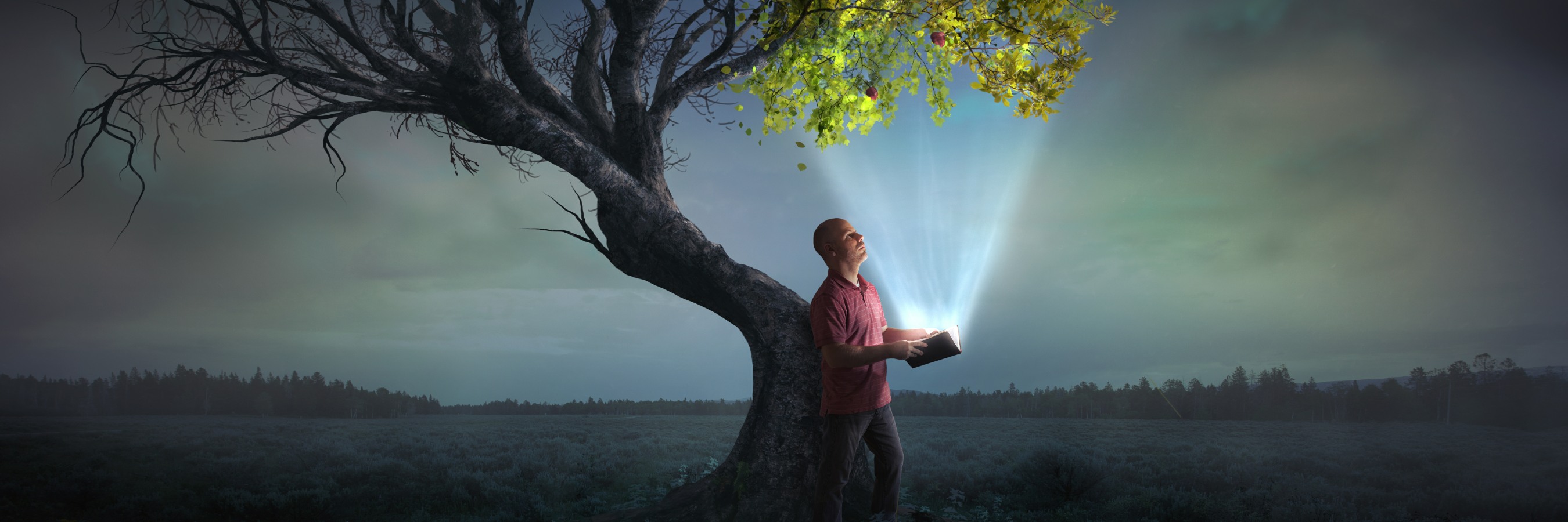 Tree hit by lifegiving light